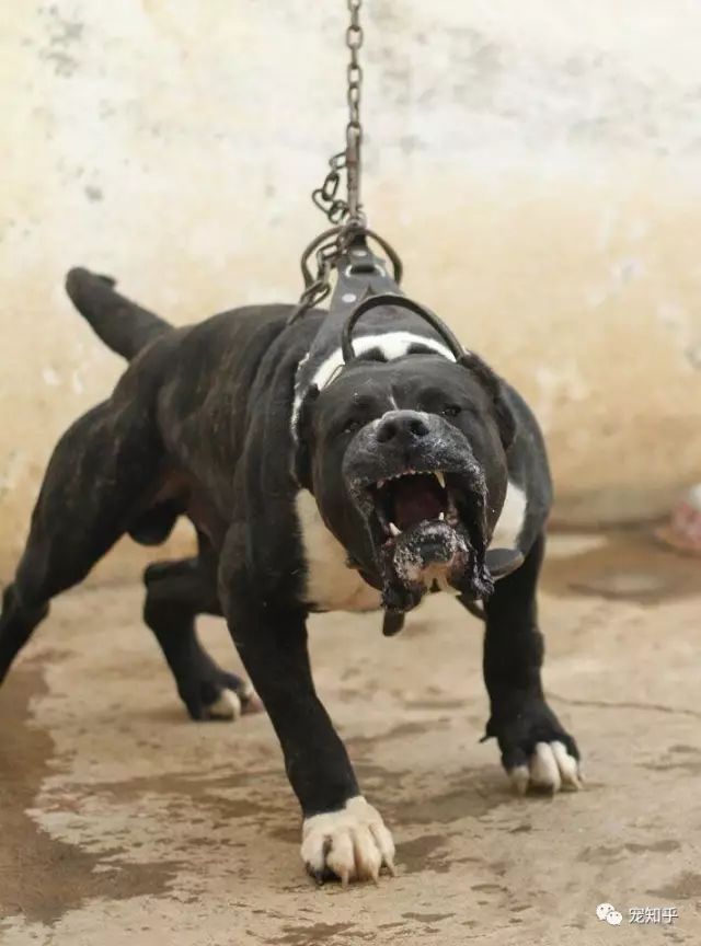 NG体育-狼队蓄势待发，猛犬将吞下对手